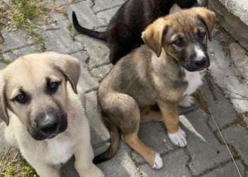 İzmir'de başı kesik köpeklerle ilgili 2 kişiye gözaltı