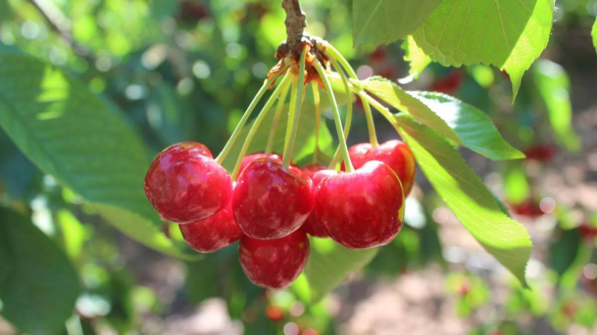 Kan sulandırıcı kullananlar kiraz tüketirken dikkat