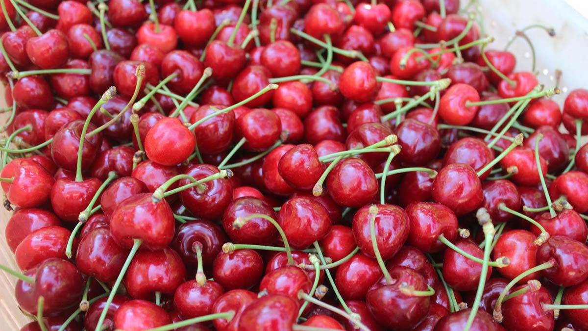 Kan sulandırıcı kullananlar kiraz tüketirken dikkat