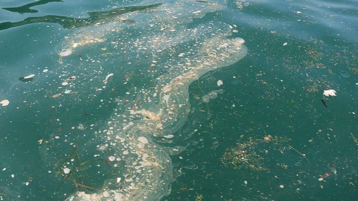 Karadeniz'de görülen müsilaj endişelendirdi