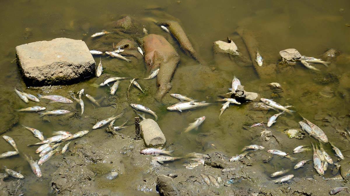 Karasu Nehri'nde balık ölümleri korkutuyor