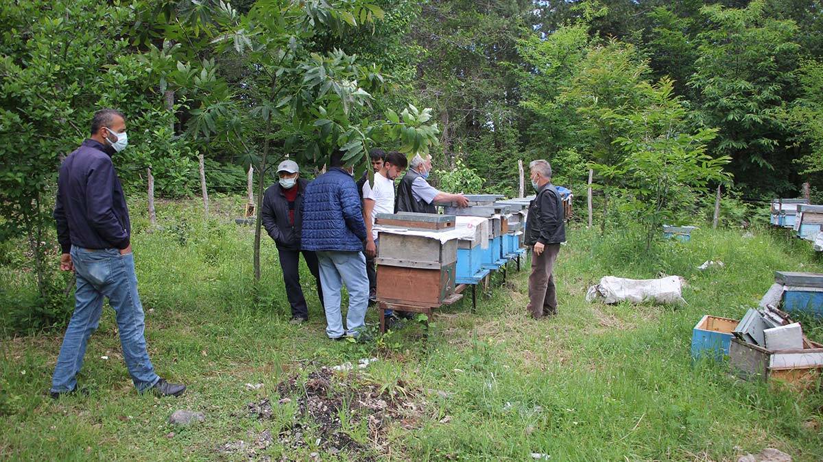 Gal arısı Kastamonu ormanlarında görüldü