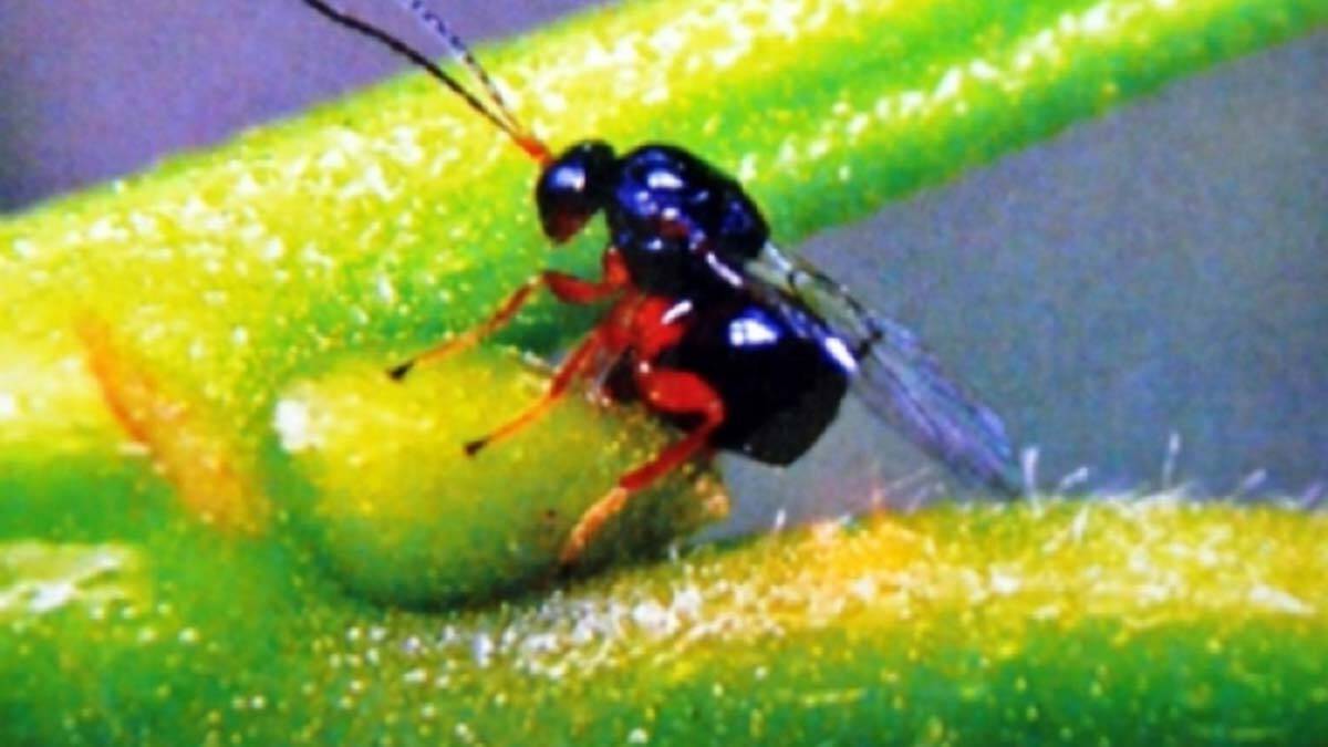 Gal arısı Kastamonu ormanlarında görüldü