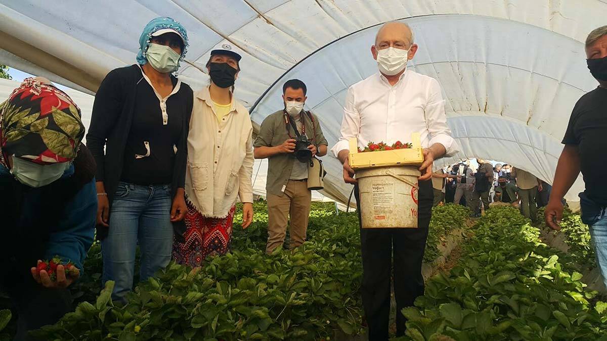 Kılıçdaroğlu çilek hasadı yaptı