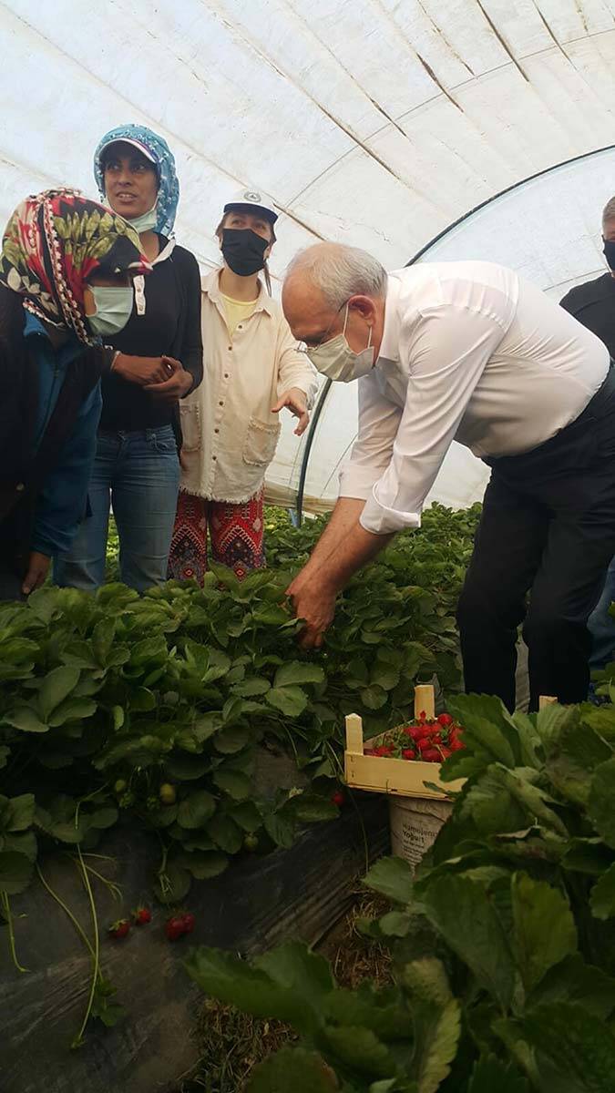Kılıçdaroğlu çilek hasadı yaptı