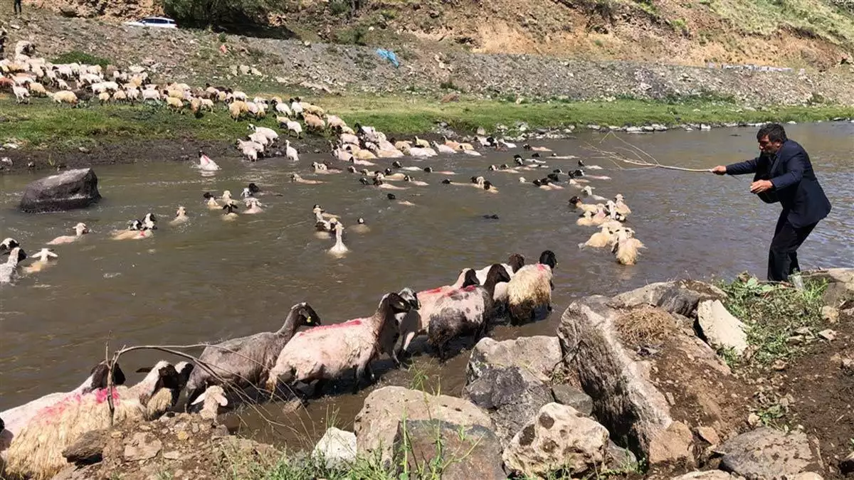 Kırkılan koyunları kars çayı'nda yıkadılar