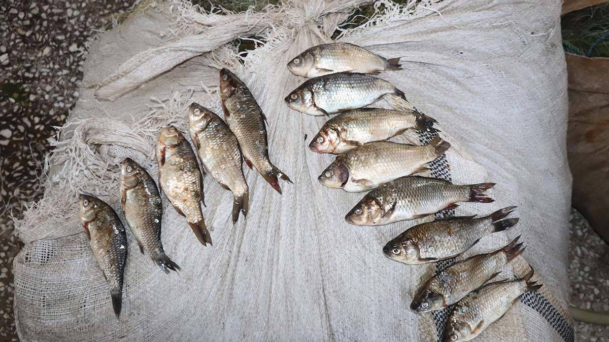 Kızılırmak Deltası'nda 26 istilacı tür keşfedildi