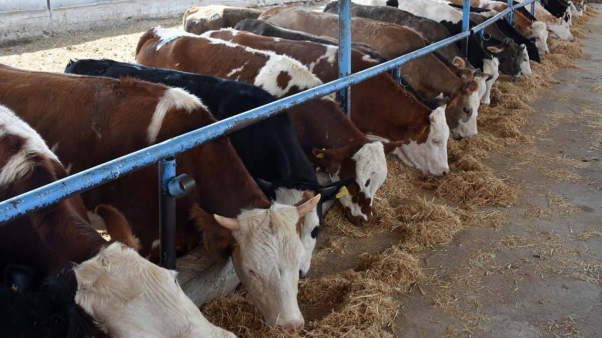 Verim kayıpları hayvancılık sektörünü etkiledi