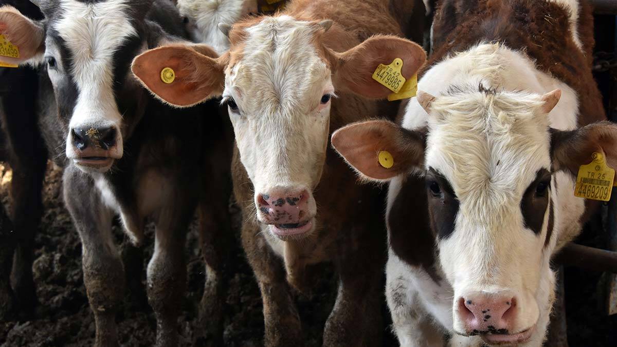 Verim kayıpları hayvancılık sektörünü etkiledi