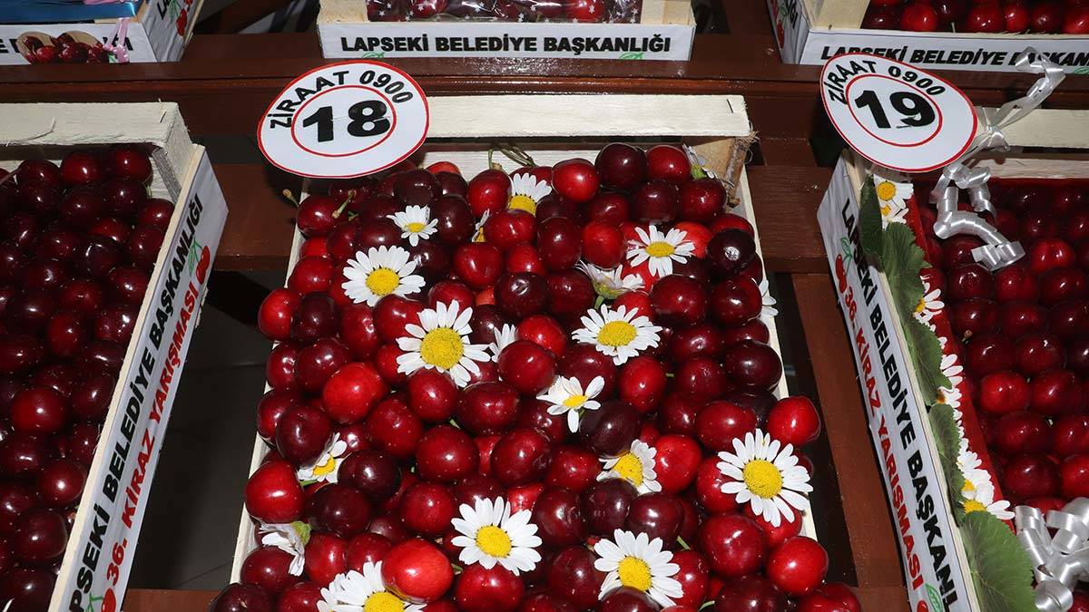 Çanakkale'nin Lapseki ilçesinde bu yıl 36'ncısı düzenlenen en iyi kiraz yarışmasında, çay bardağının boğumundan girmeyen şampiyon kirazlar belli oldu.