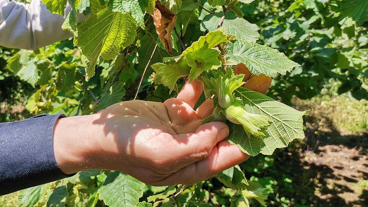 1 kilo fındığın maliyeti 22 lira 85 kuruş