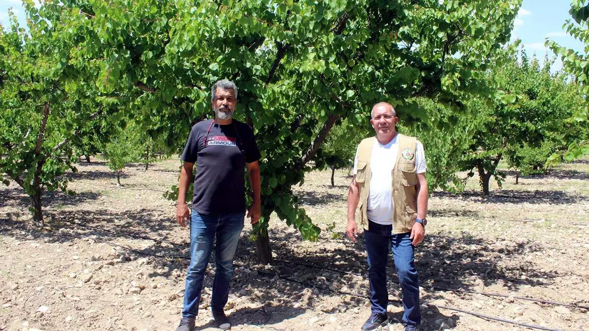 Don olayı kayısı üretimini olumsuz etkiledi