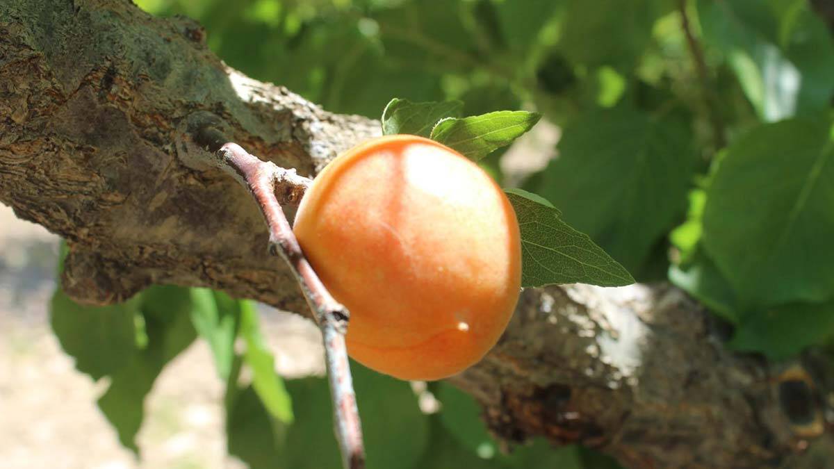 Don olayı kayısı üretimini olumsuz etkiledi