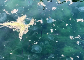 Marmara ölü deniz haline geldi