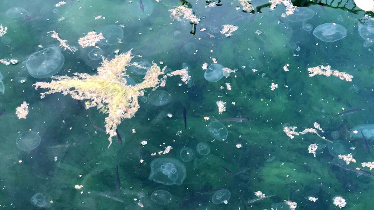 Marmara ölü deniz haline geldi