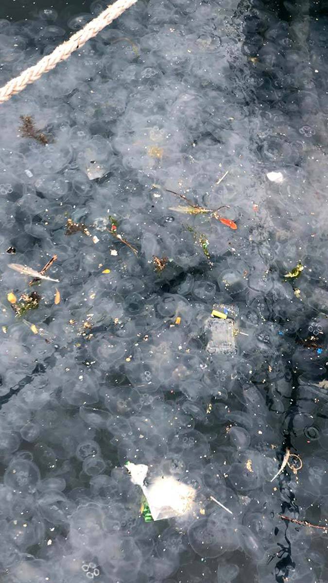 Marmara ölü deniz haline geldi diyen Dr. Kesici, alg kolonilerinin, hava koşullarına bağlı olarak tüm Marmara ve Ege Denizi'ne yayıldığını söyledi.