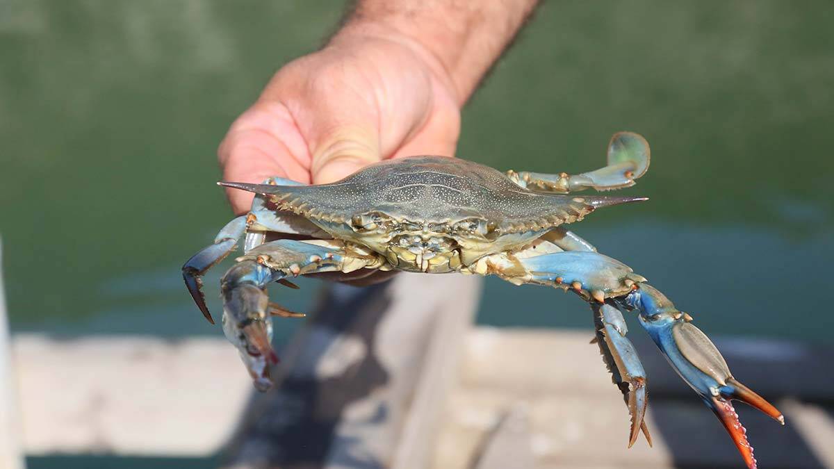 Mavi yengeçler ‘istilacı yengeç’ tehdidi altında