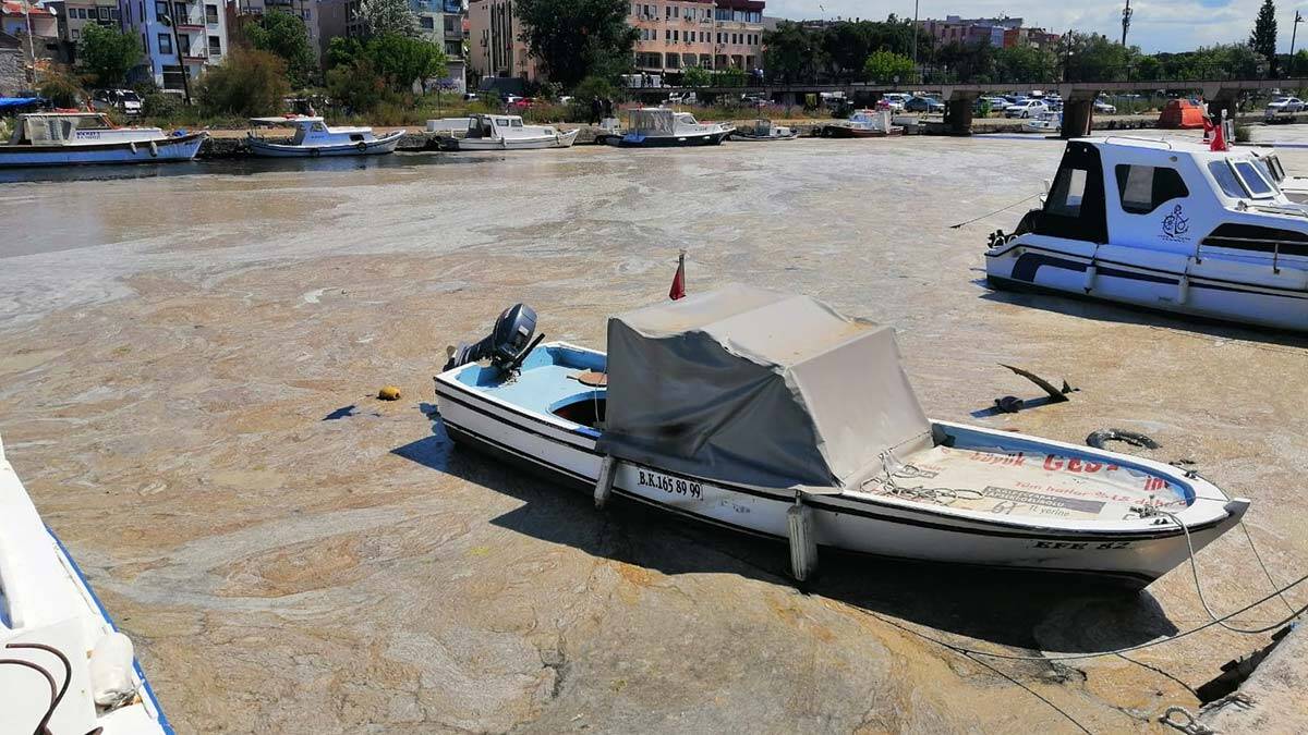 Müsilaja eko-bataklıklarla çözüm önerisi