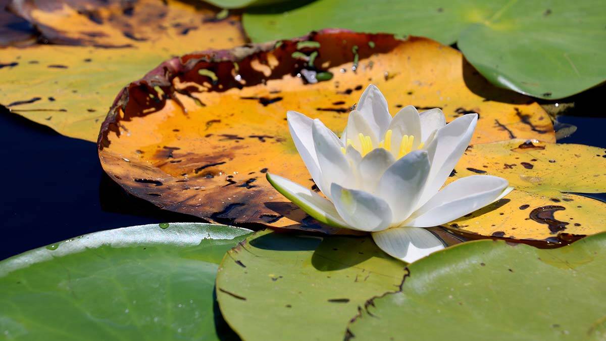 Nilüferleri koparmanın cezası 73 bin TL