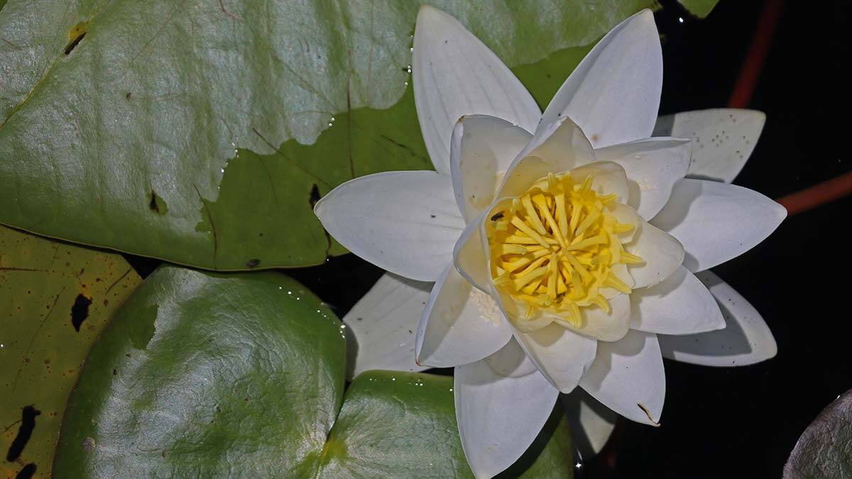 Fotoğraf sanatçılarının ve gezginlerin uğrak yeri haline gelen Beyşehir Gölü'nde nilüferleri koparmanın cezası 73 bin TL.
