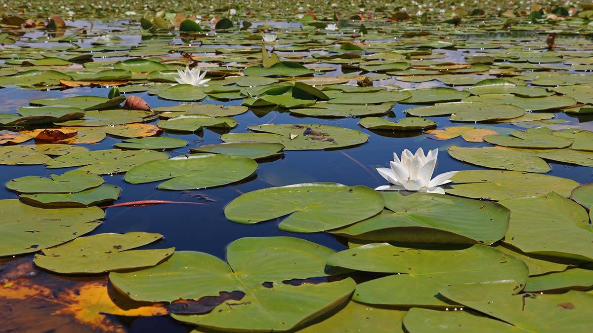 Nilüferleri koparmanın cezası 73 bin TL