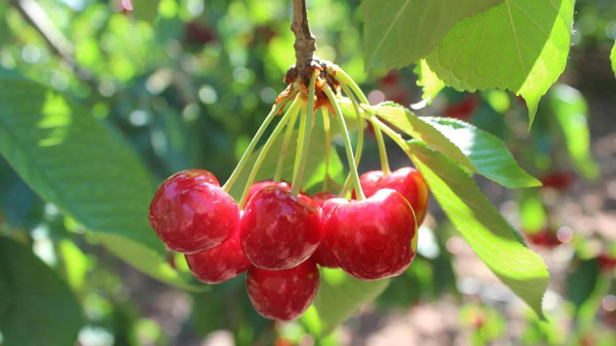 Ödeme karşı kiraz sapı çayı uyarısı
