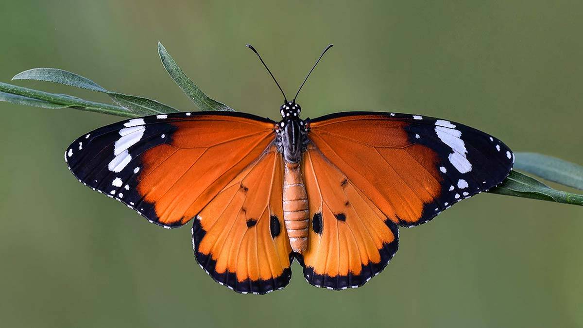 Kelebeklerin ömrü 1 gün değil birkaç ay