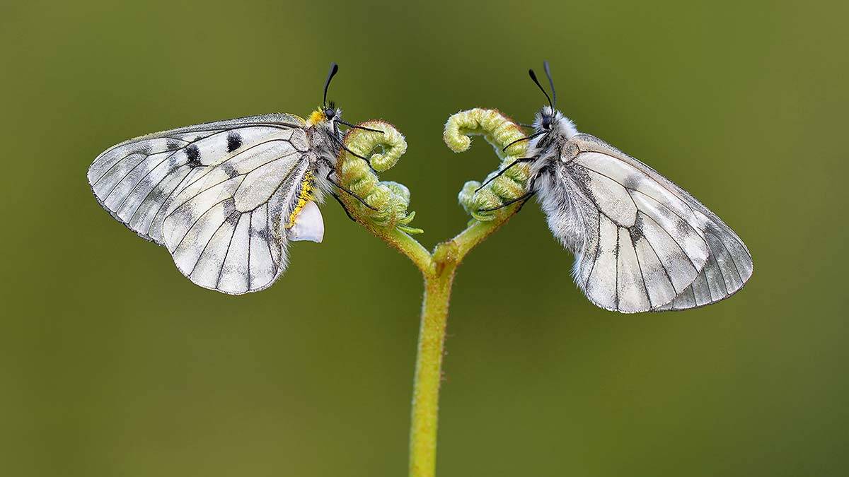 Kelebeklerin ömrü 1 gün değil birkaç ay