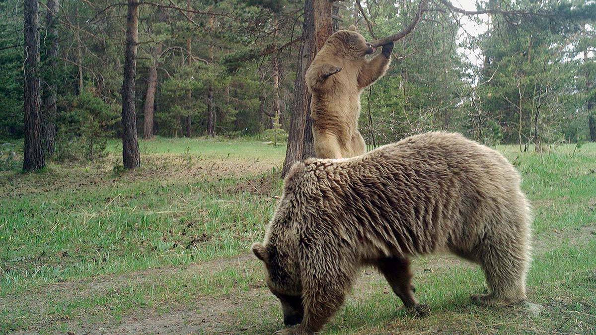 Ayılar insana yönelecek önlem alınmalı