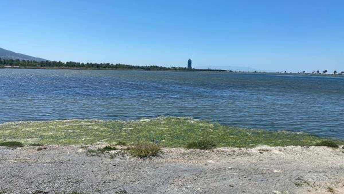 İzmir Dokuz Eylül Üniversitesi Deniz Bilimleri ve Teknolojisi Enstitüsü Öğretim Üyesi Prof. Dr. Yaşar'dan müsilaj ve deniz maruluna karşı öneriler.