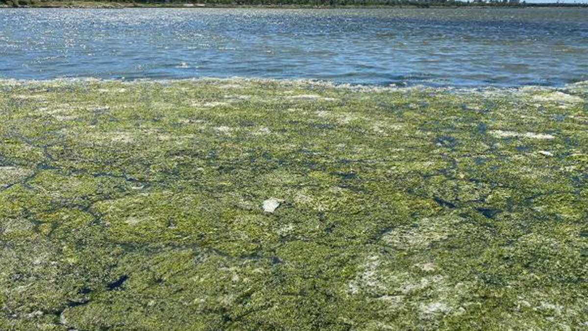 Prof. Dr. Yaşar'dan müsilaj ve deniz maruluna karşı öneriler