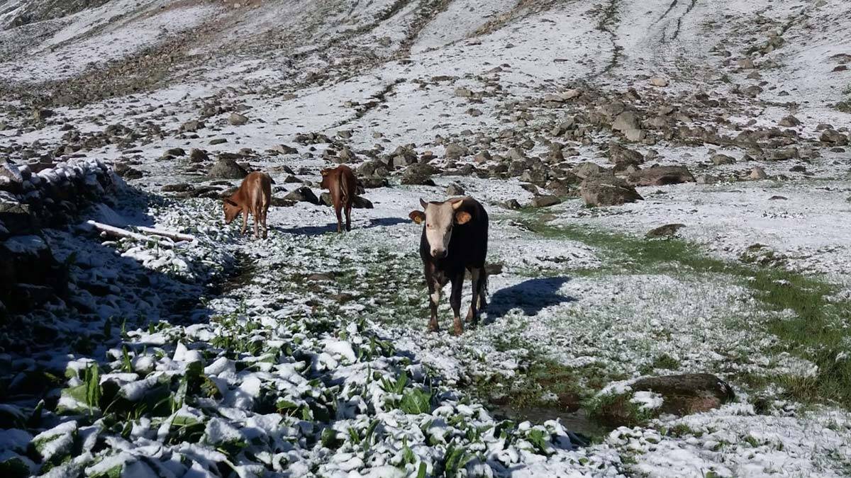 Yaylalar yağan karla beyaza büründü