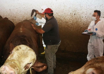 Kurbanlıklara şap testi işlemleri başladı