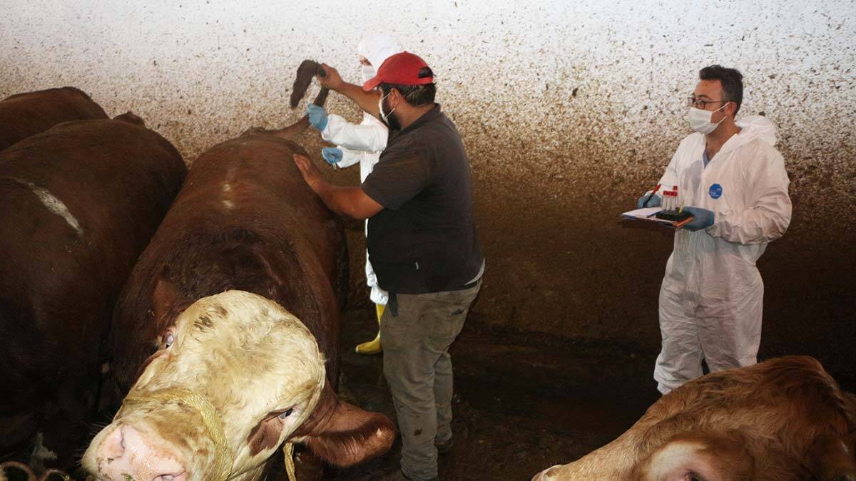 Kurbanlıklara şap testi işlemleri başladı