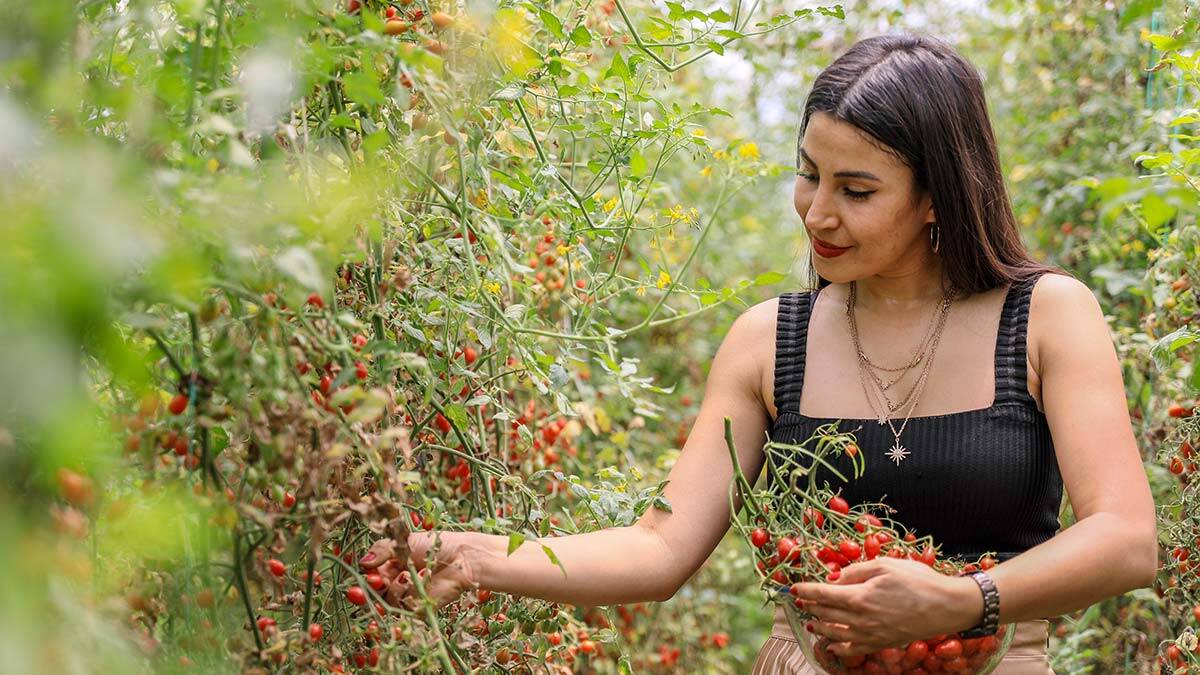 Giresun'daki bahçede gördüğü mini şeker domateslerinden birini alan Ateş, çekirdeklerinden ürettiği tohumlarla 4 dönüm mini şeker domates serası kurdu.