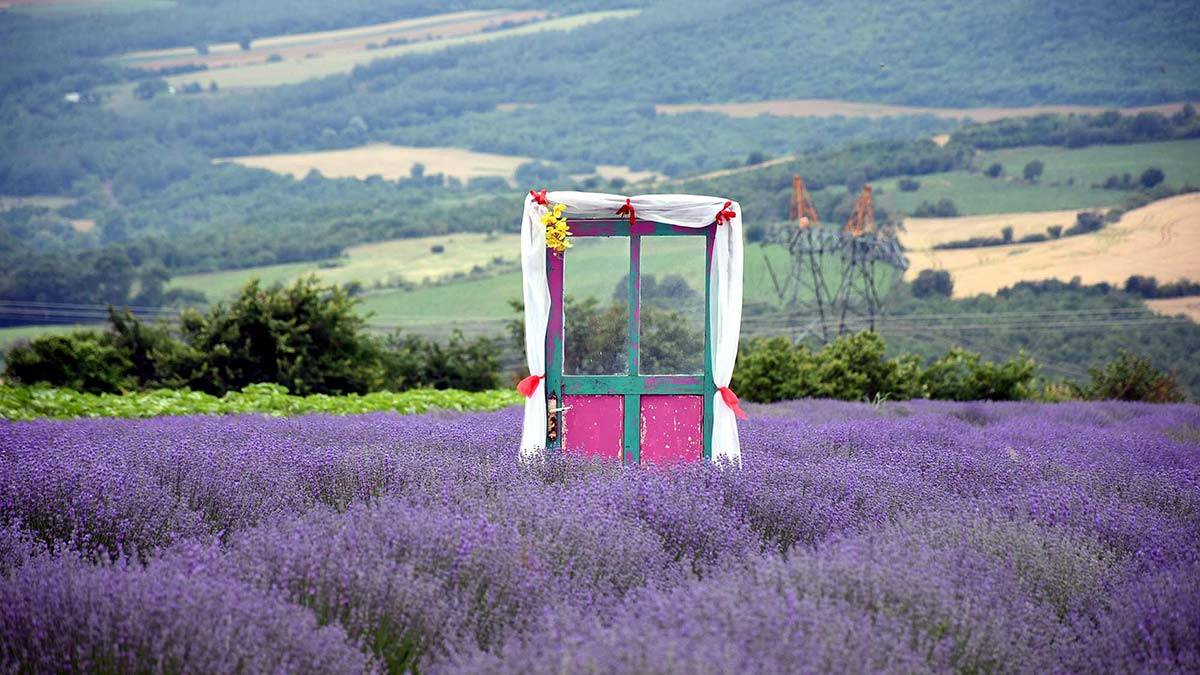 Lavanta Günleri başladı
