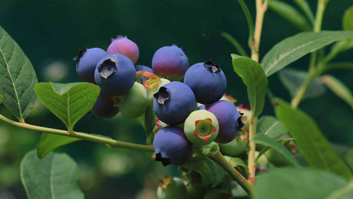 Yaban mersini üretiminden 100 bin TL gelir elde etti