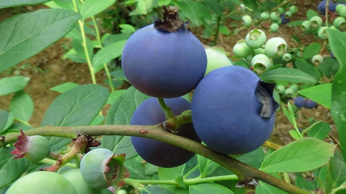 Yaban mersini üretiminden 100 bin TL gelir elde etti