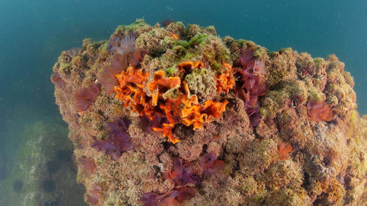 Tunç Soyer tüplü dalış yaptı