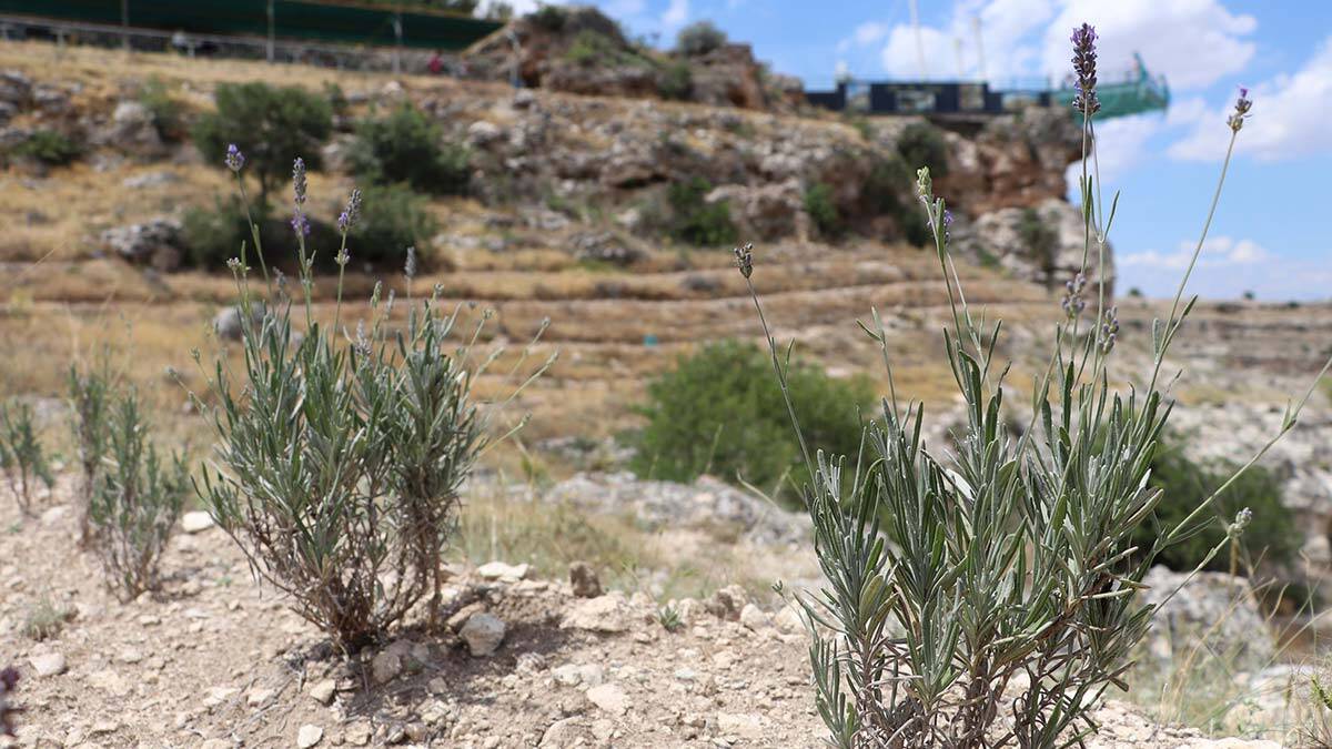 Ulubey Kanyonu lavanta kokacak