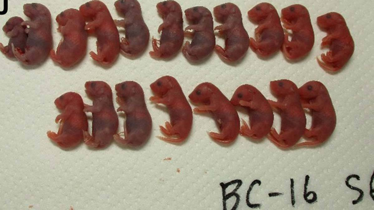 Fare spermlerinden uzay yavruları üretildi