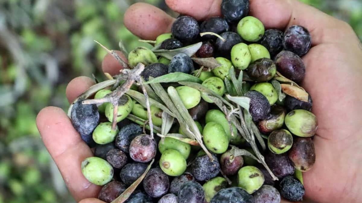 İklim değişikliği zeytin üretimini düşürdü