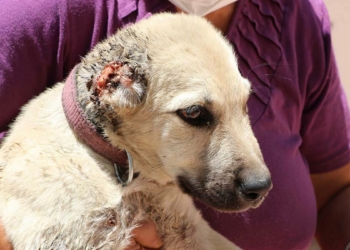 İki köpek kulakları kesilerek sokağa atıldı