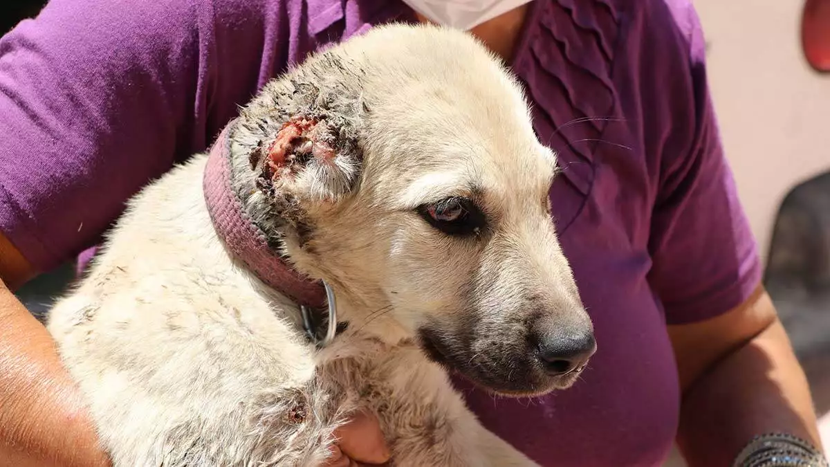 İki köpek kulakları kesilerek sokağa atıldı