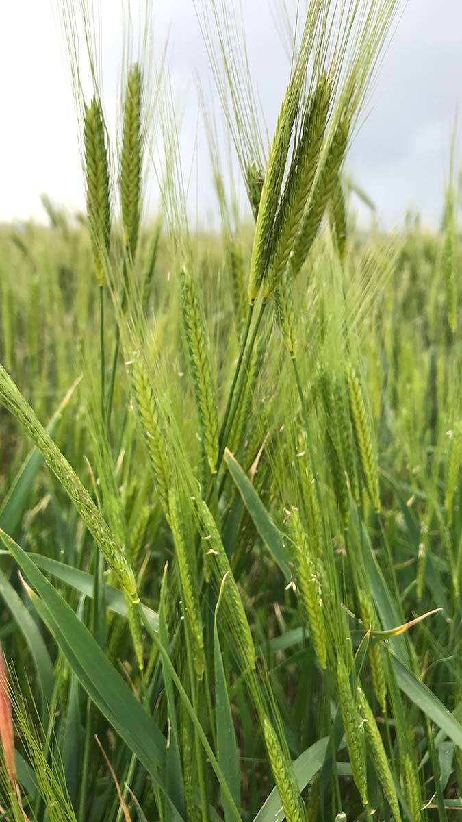 Türkiye'nin ilk tescilli siyez buğdayları üretilecek