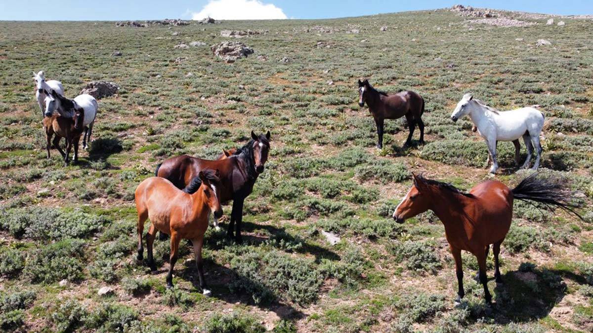 Yılkı atları doğal yaşam alanlarında görüntülendi