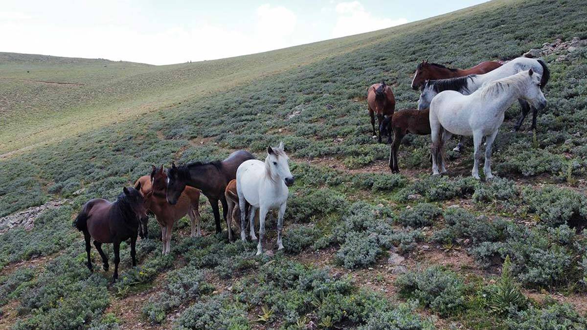 Yılkı atları doğal yaşam alanlarında görüntülendi
