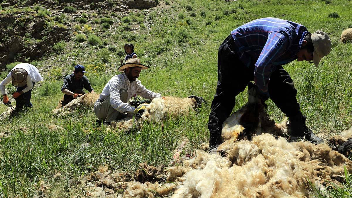 Yüksekova'da koyun kırpma mesaisi 