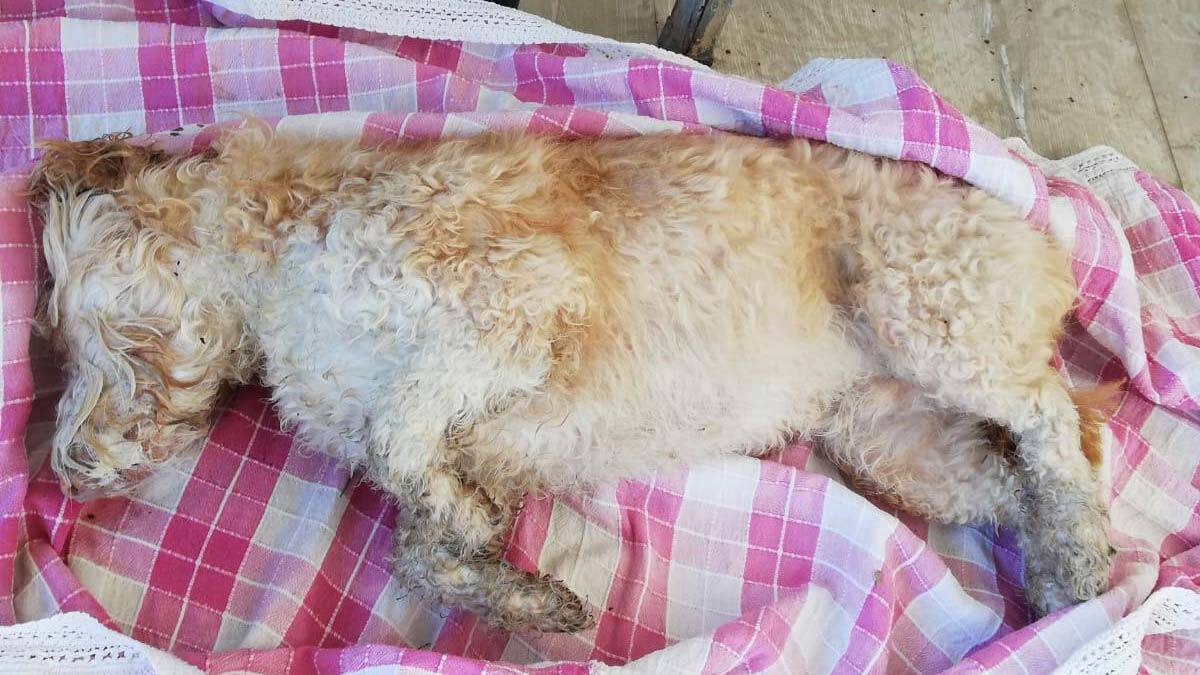 Zehirlenen 30'a yakın köpek ve kedi telef oldu