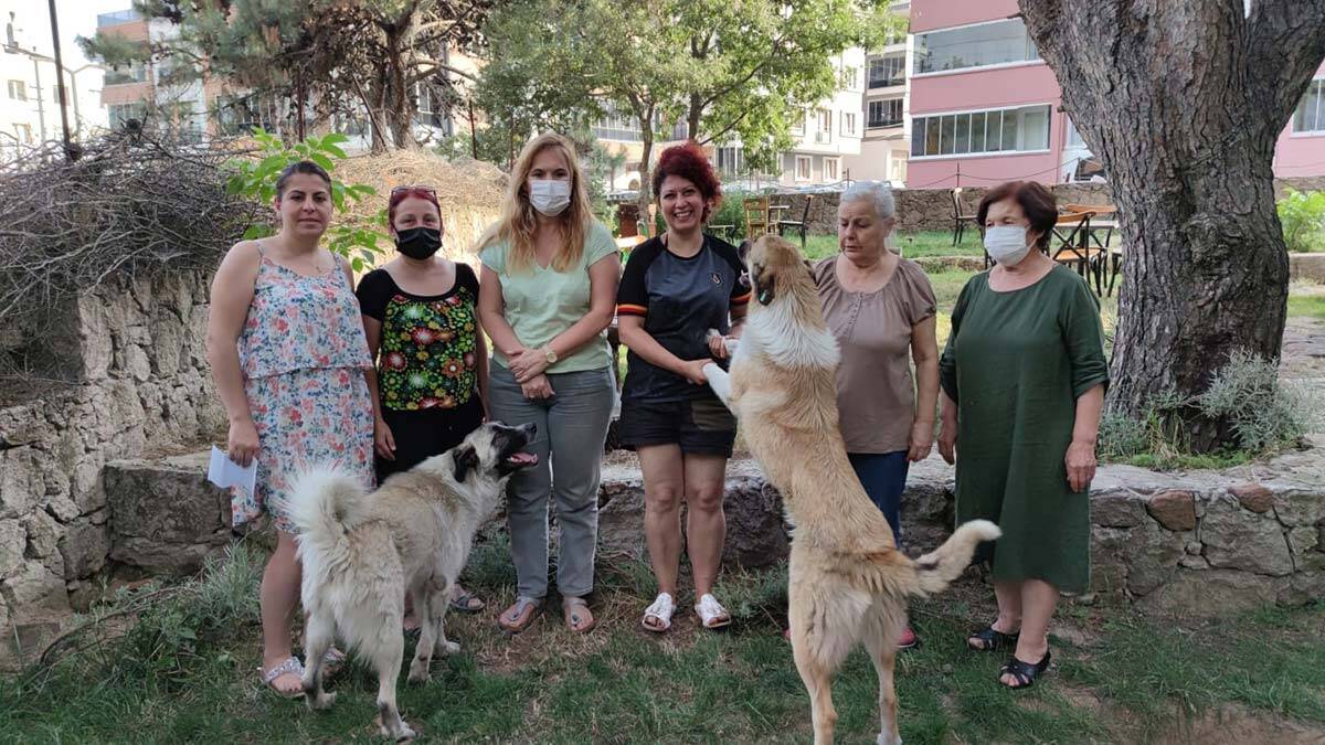 Zehirlenen 30'a yakın köpek ve kedi telef oldu